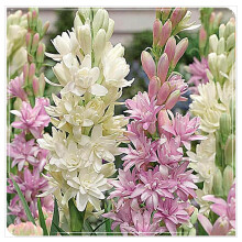 Tuberose Plants For Sale Golden Jade Carving Feels Beautiful Good For Containers 4 Bulbs D