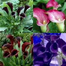 Calla Lily Bulbs Mix For Planting Now UK Natural Organic Fragrant Perennials For Containers And Landscape Design 8 Bulbs