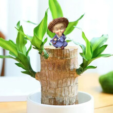 (Multicolor) Brazilian Wood Potted Plant Decoration For Home Office Decoration4pc