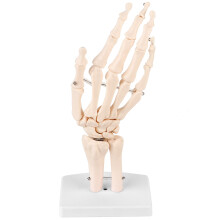 Medizinisches Anatomie-Modell: Menschliche Hand