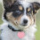 Pet Tracker for Cats Wireless Remote Finder Phone App Lightweight Bluetooth Tracker for Keys Wallets Tablets Light Pink 2