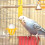 5 . Papagei Gemüse Kunststoff Vogelfutterautomat Ei 11