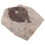Coleção De Folhas Fossilizadas Para Científico 1