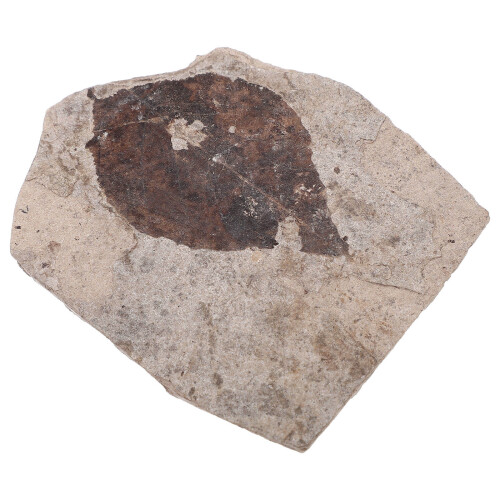 Coleção De Folhas Fossilizadas Para Científico