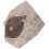 Coleção De Folhas Fossilizadas Para Científico 7