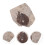 Coleção De Folhas Fossilizadas Para Científico 3