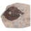 Coleção De Folhas Fossilizadas Para Científico 8