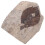 Coleção De Folhas Fossilizadas Para Científico 10