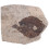 Coleção De Folhas Fossilizadas Para Científico 6
