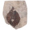 Coleção De Folhas Fossilizadas Para Científico 2