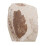 Coleção De Folhas Fossilizadas Para Científico 11