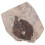 Coleção De Folhas Fossilizadas Para Científico 4