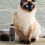 1 Flasche Pets Streu Deodorierer Katzenstreu Deodorierperlen 6