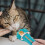 Cat Claw Strip Knijp Snack 11