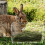 Rabbit Hooivanger Bunny Hooirack Hooikooi 5