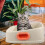 1 Lot Litière Pour Chat Semi-Enfermée Bac À Sable Accessoire 9