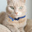 Pet Collar Con De Y Para Y Perros Azul 11