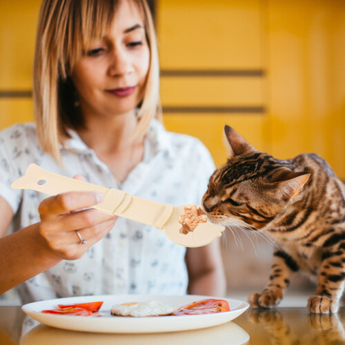 2 Pièces Alimentation Chat Ouvre-Boîtes Spatule 2