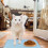 Hond Voedermat Siliconen Waterdicht En Antislip Design 7