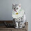 Pet Costume Babete Coleira De Com 3