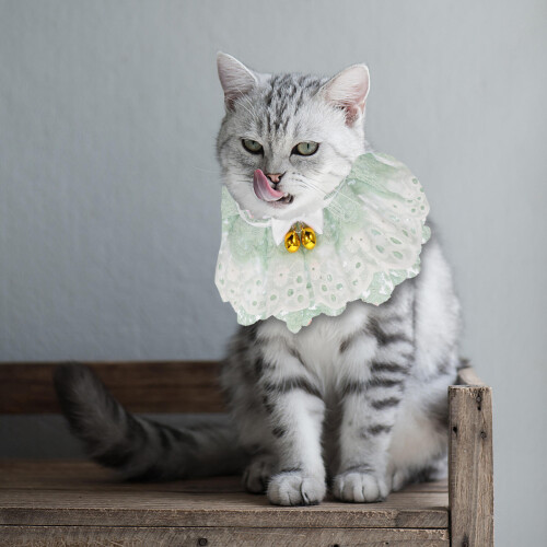 Pet Costume Babete Coleira De Com 2