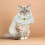 Pet Costume Babete Coleira De Com 6