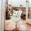 Pet Costume Babete Coleira De Com 7