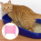 3 Kattebak Omheining Spatbescherming Privacy Scherm 5