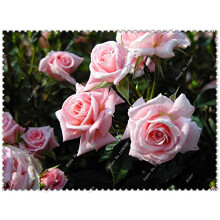 Rose Seeds 100 Pcs Per Bag Polyantha Climbing Pink Roses Multiflora For Home Garden Plant