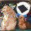 Plegable Limpiar Para Mascotas 2