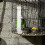 Set Distributore D'Acqua Appeso Per Uccelli ( ) 11