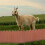In Da Paesaggio Pannello Bordura 4