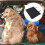Black Foldable Pet Pad For Car Trunk Floor Protection 2