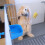 2Pcs Automático Para Coelhos Com E Tigela 7