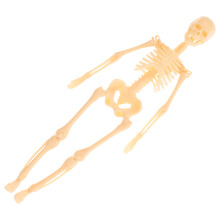 De Anatômico Do Corpo Figura Didática