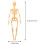 De Anatômico Do Corpo Figura Didática 3