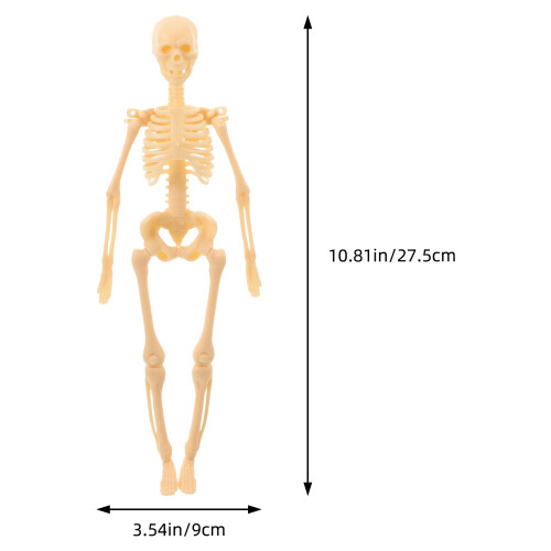 De Anatômico Do Corpo Figura Didática 2