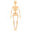 De Anatômico Do Corpo Figura Didática 9