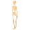 De Anatômico Do Corpo Figura Didática 11