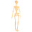De Anatômico Do Corpo Figura Didática 6