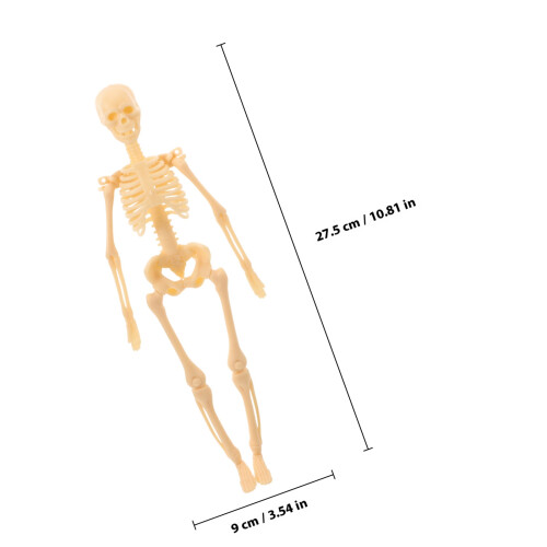 De Anatômico Do Corpo Figura Didática 1