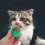 2 Pièces À Chat Actinidia Polygama 6