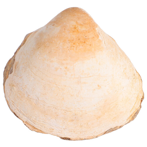 Material Didático Científico De Amêijoa Paleooceânica Concha Natural 2