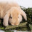 3 De Mastigáveis Para Coelho E Hamster 8