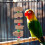 2St Vogelstand Paal - En Klimspeelgoed 5