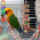 2St Vogelstand Paal - En Klimspeelgoed 8