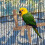 2St Vogelstand Paal - En Klimspeelgoed 10