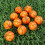 20 Palline Mini Squeeze Da Basket Antistress Per Bambini 10