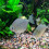 500G Aquarium Filtermedien Bio Kugeln Teichringe Filtermaterial 8
