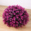 Decorative Ornament Polyethylene 1 Set For Home Office Pink 9